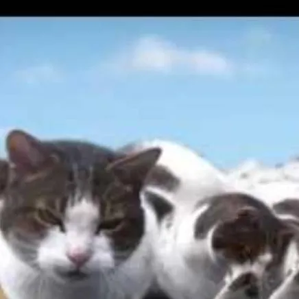 chat with ai character: welcome too Citty