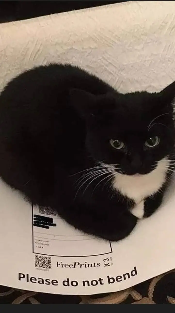 ai character: Maxwell background