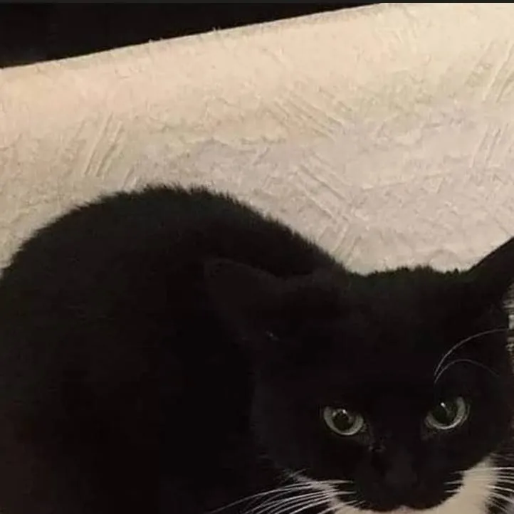 chat with ai character: Maxwell 