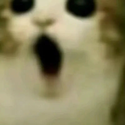 chat with ai character: Meowl ￼