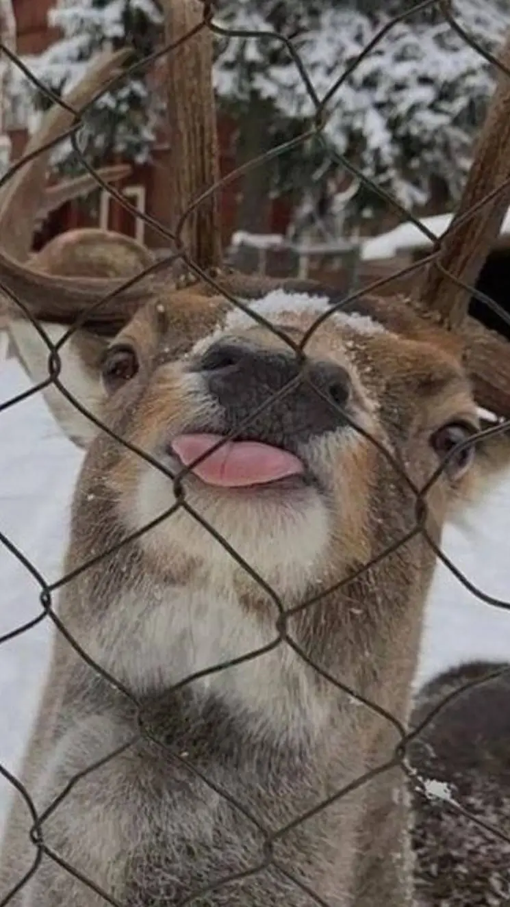 ai character: koala kid sis pt 2 background