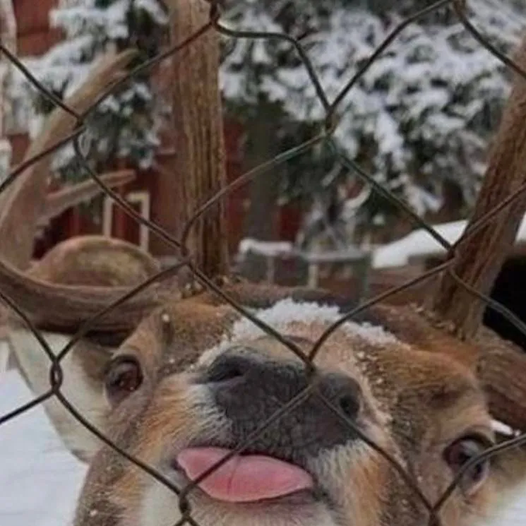 chat with ai character: koala kid sis pt 2