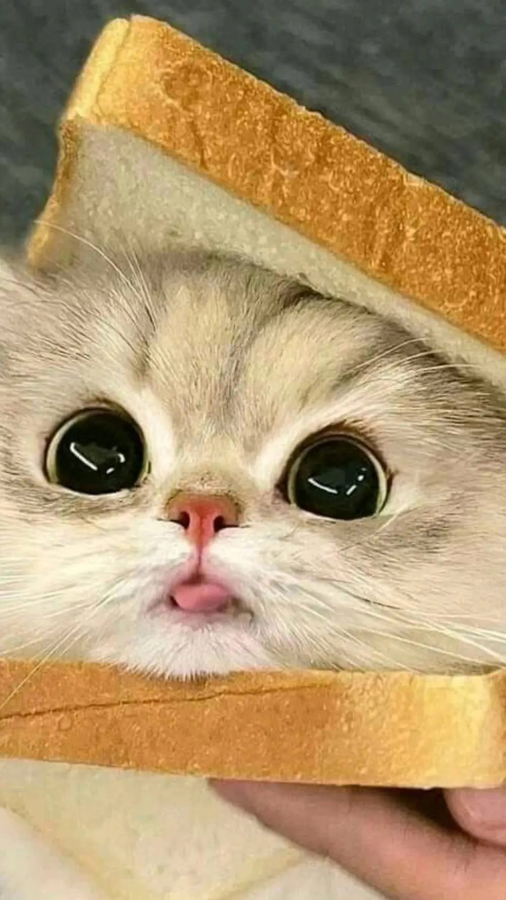 ai character: Dino kid bro  background