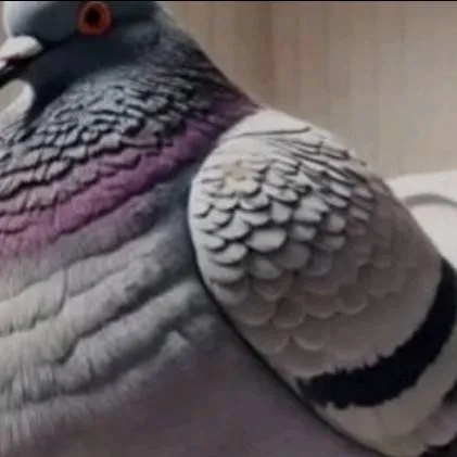 chat with ai character: La paloma esa rara