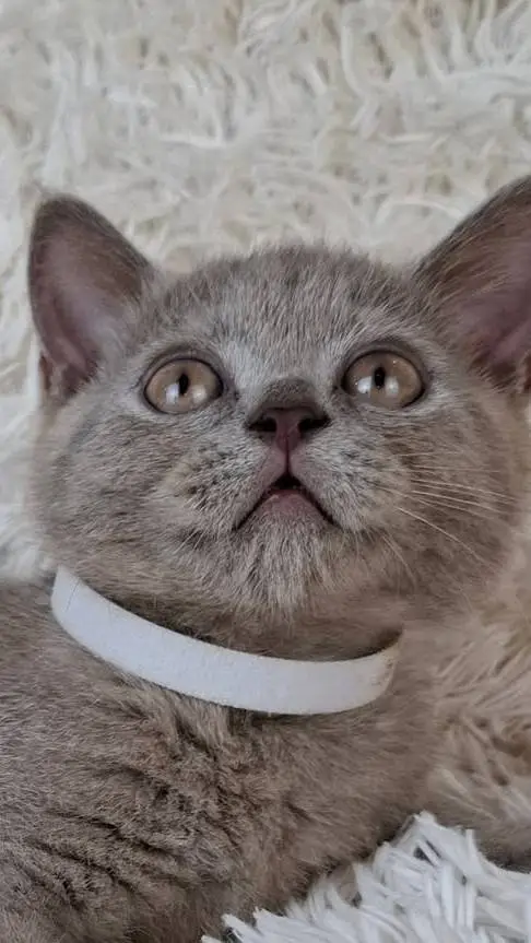 Talkie AI - Chat with Abused Family