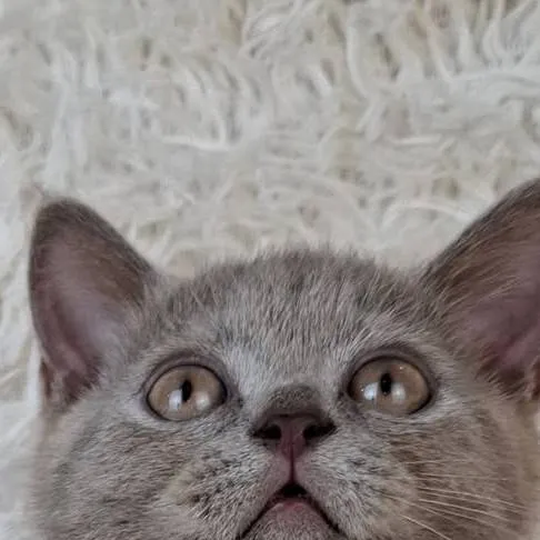 chat with ai character: Abused Family