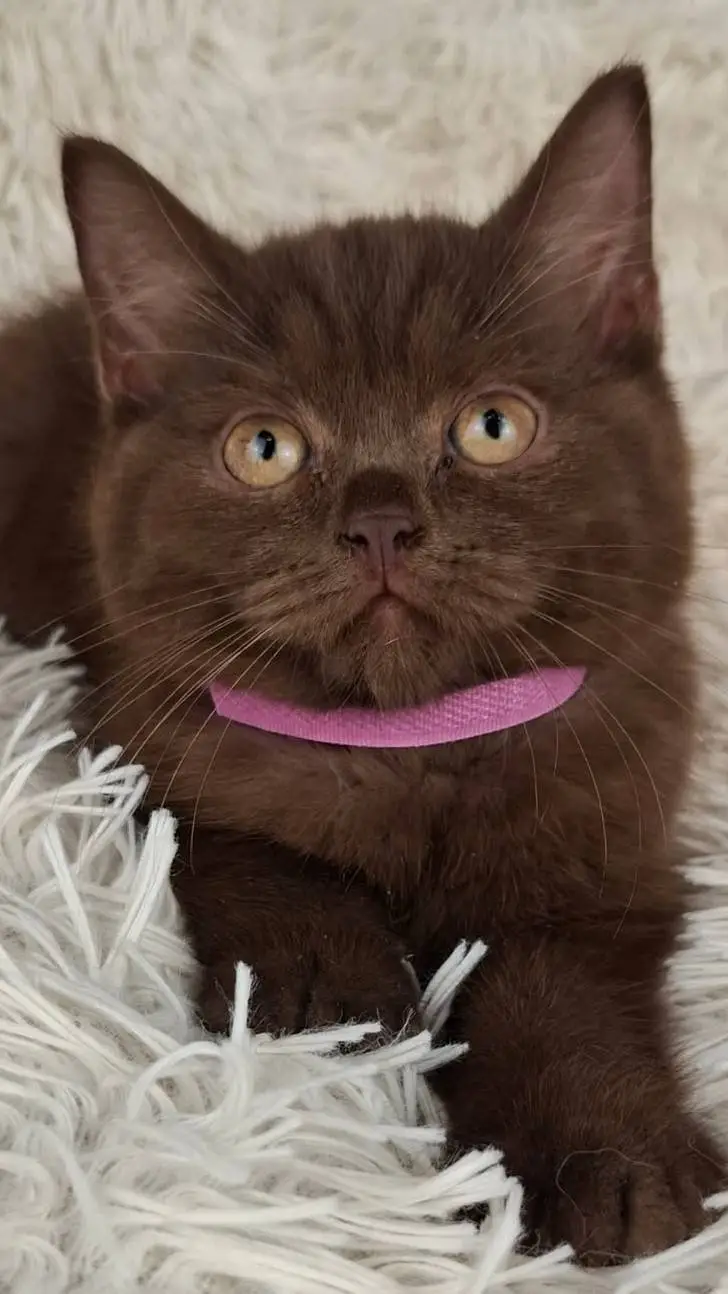 ai character: Forsaken pickme background