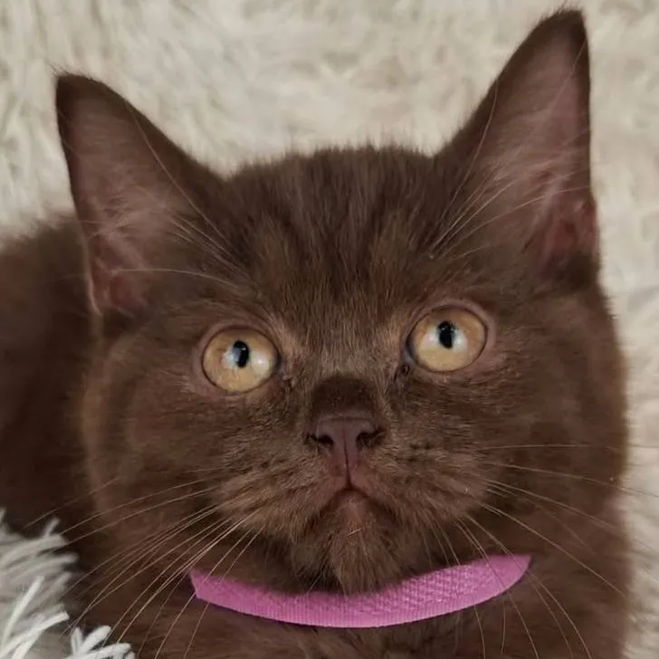 chat with ai character: Forsaken pickme