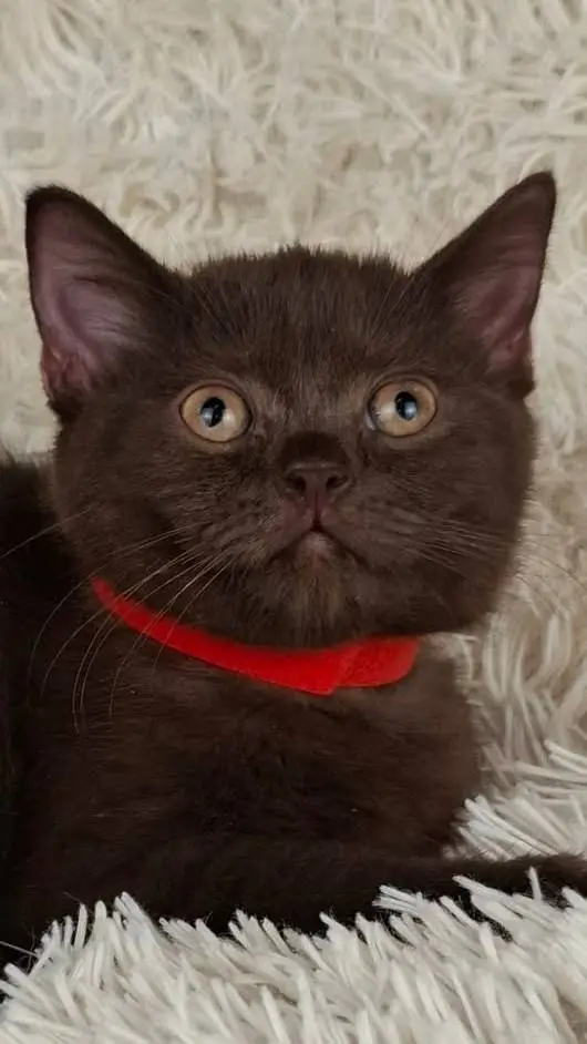 ai character: Missing cat background