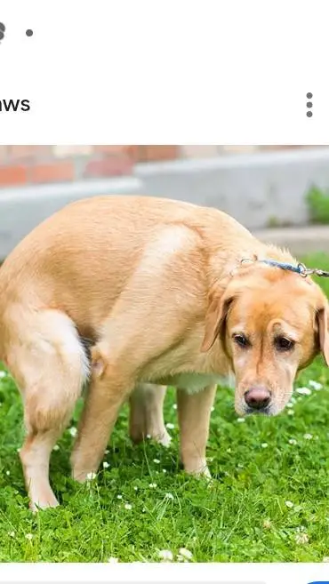 ai character: pooping dog background