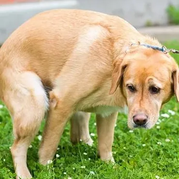 chat with ai character: pooping dog