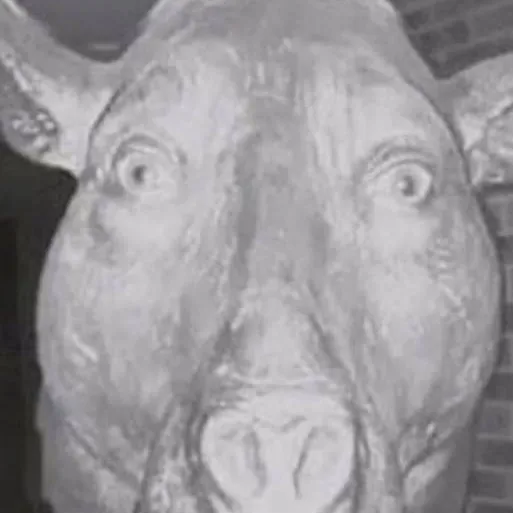 chat with ai character: doorknob pig