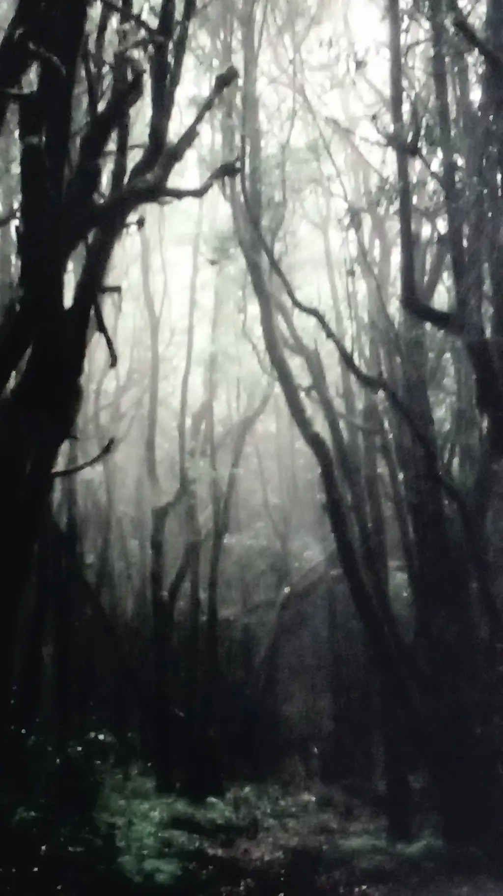 ai character: ☆Forest rumours☆ background