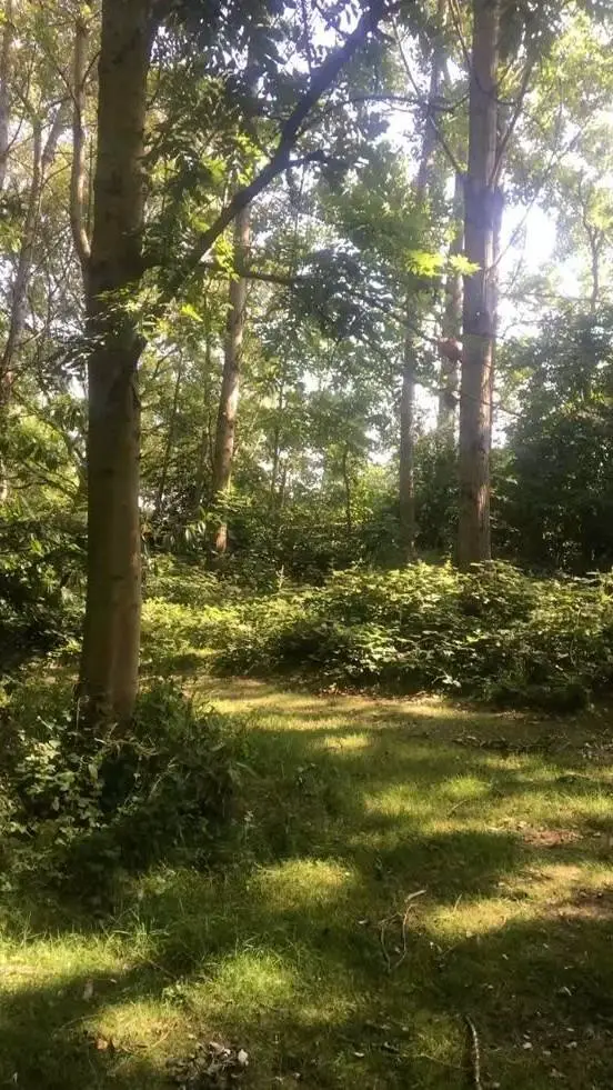 ai character: Emotional support background