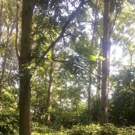 chat with ai character: Emotional support