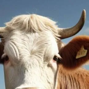 chat with ai character: cow