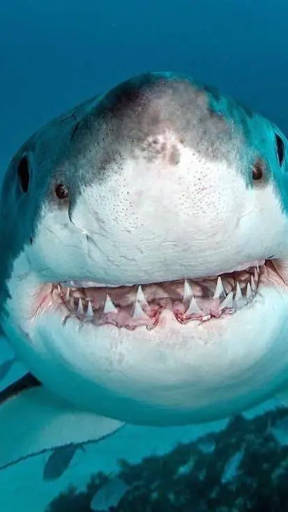 ai character: Just a shark :3  background