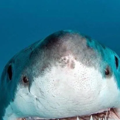 chat with ai character: Just a shark :3 