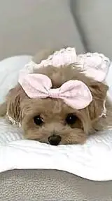 ai character: Nana background