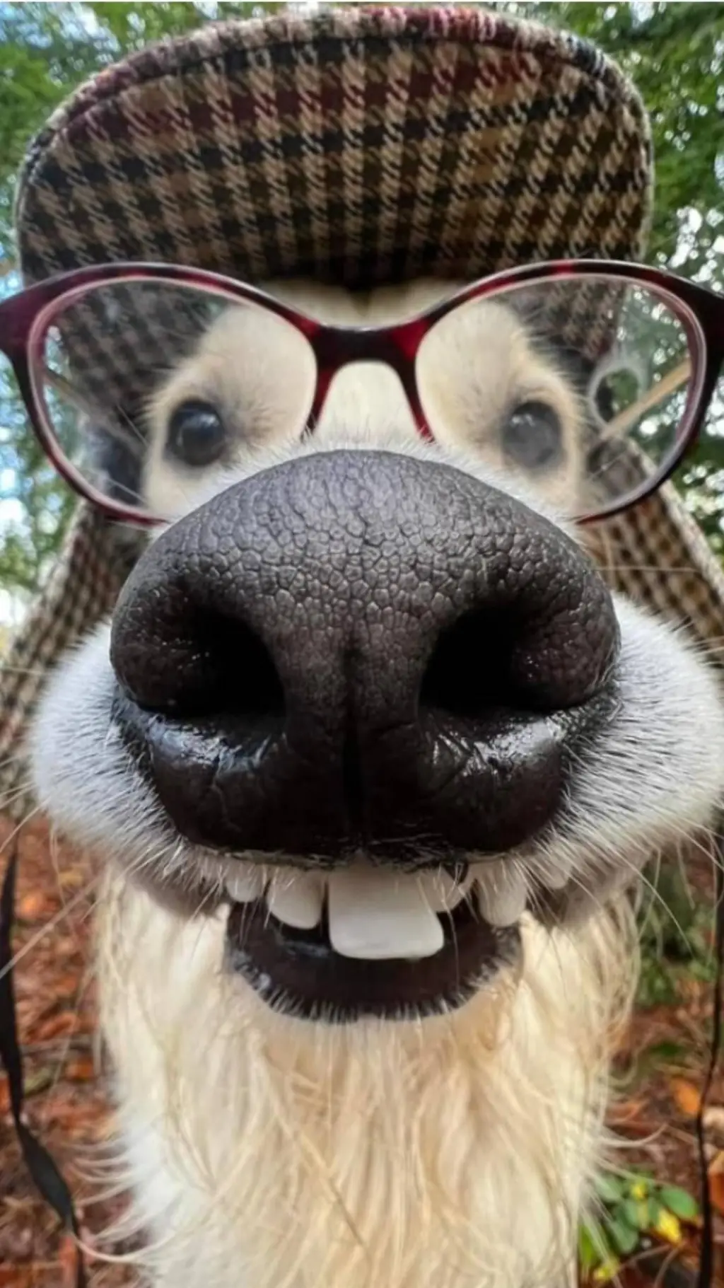 ai character: nerd dog background