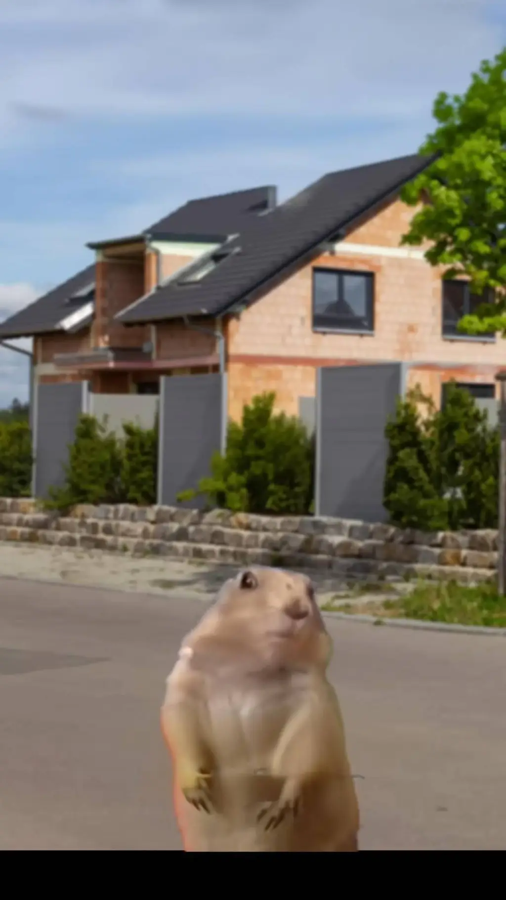 Talkie AI - Chat with komischer 🐿️