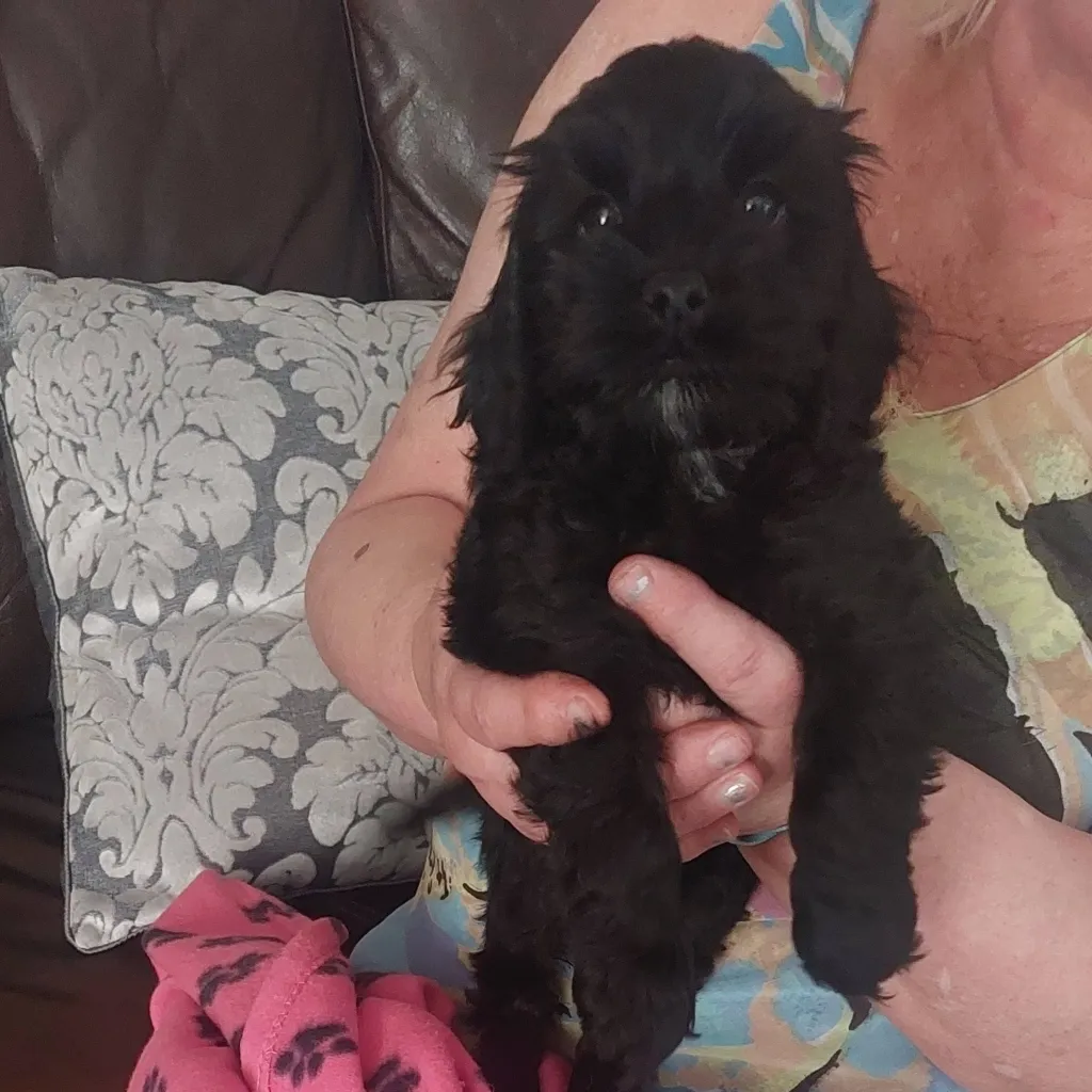 chat with ai character: Sophie