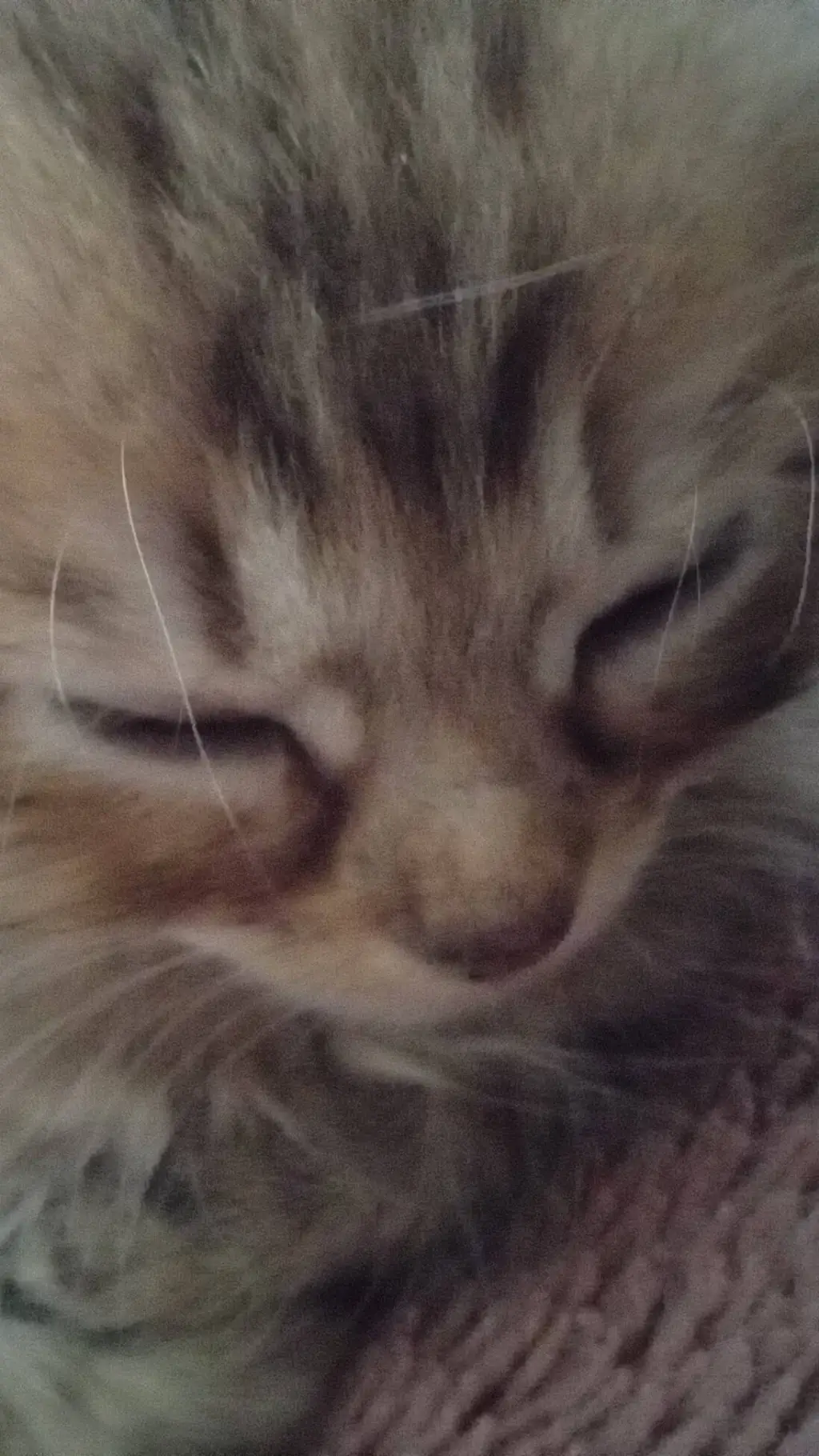 ai character: bella background