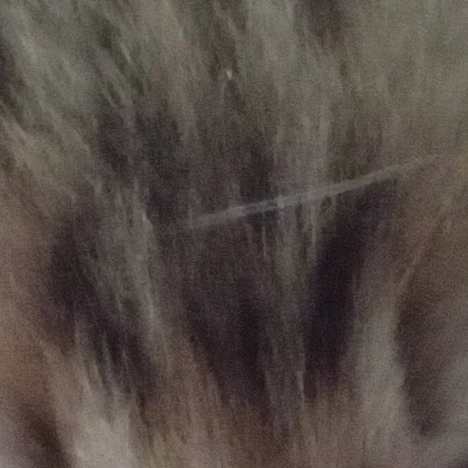 chat with ai character: bella