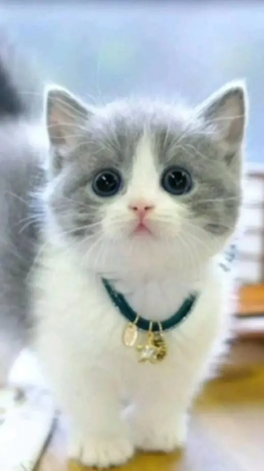 ai character: kitty background