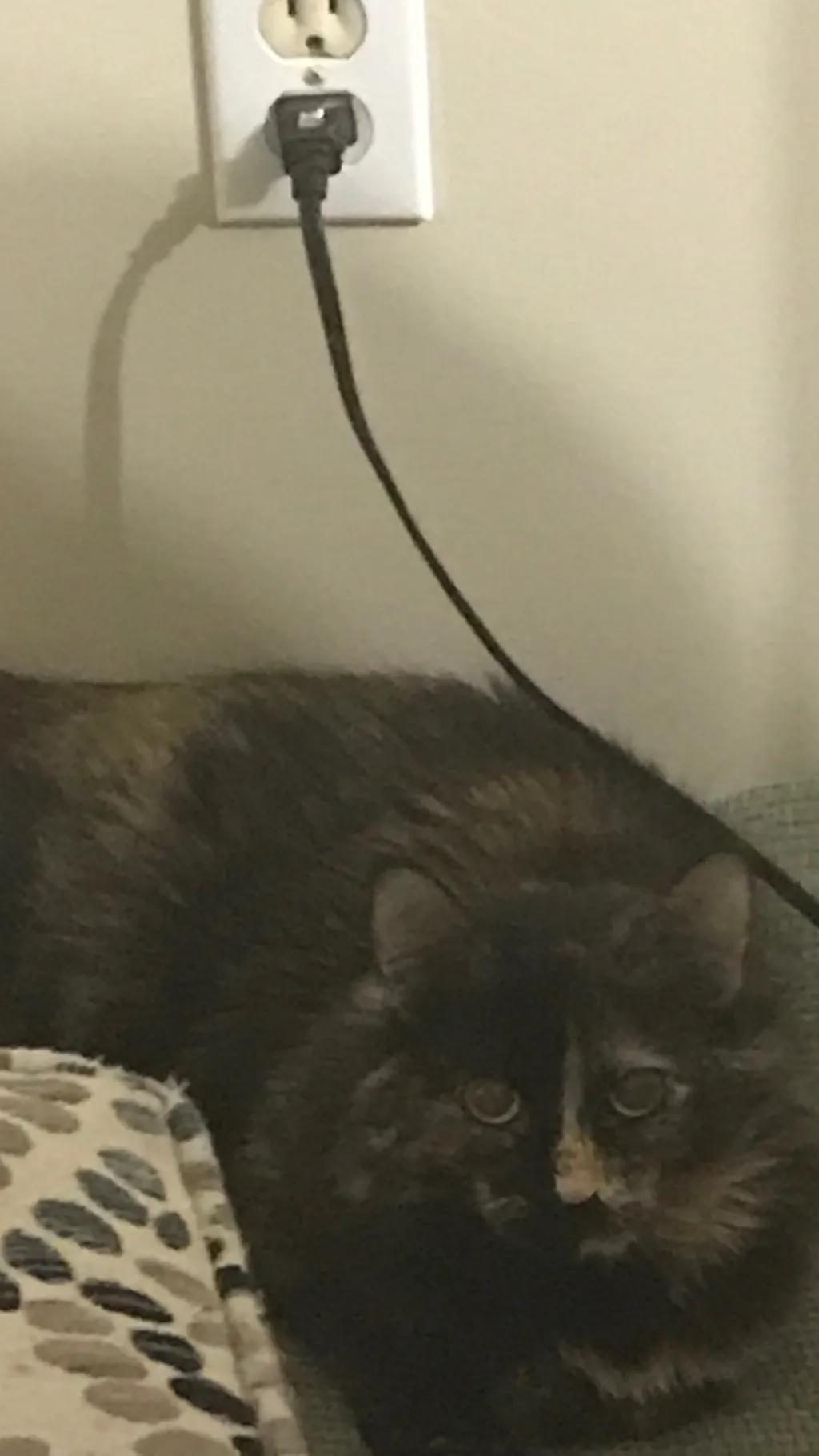 ai character: Blaze the cat background