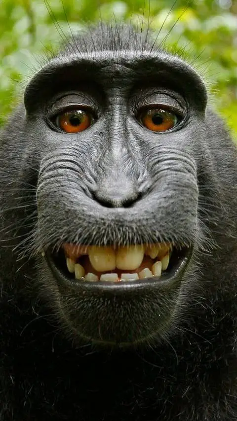 ai character: monkey background