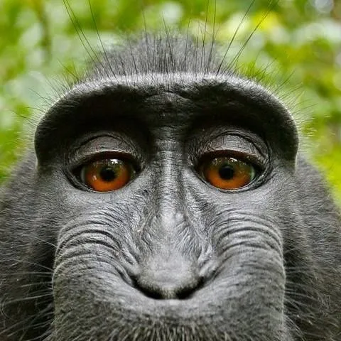 chat with ai character: monkey