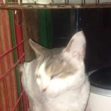 chat with ai character: Dle Police