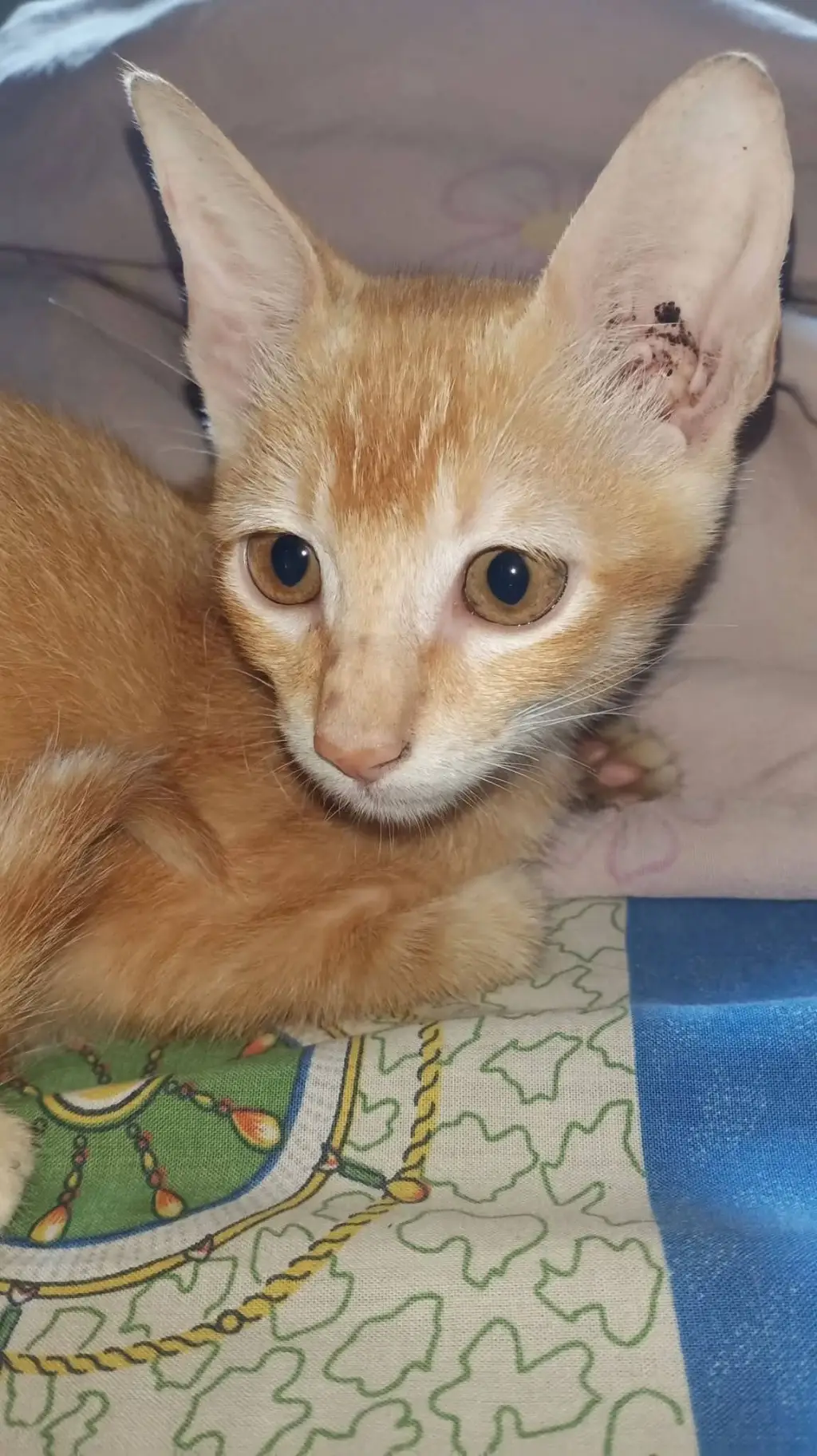 ai character: Meteor garden 2001 background