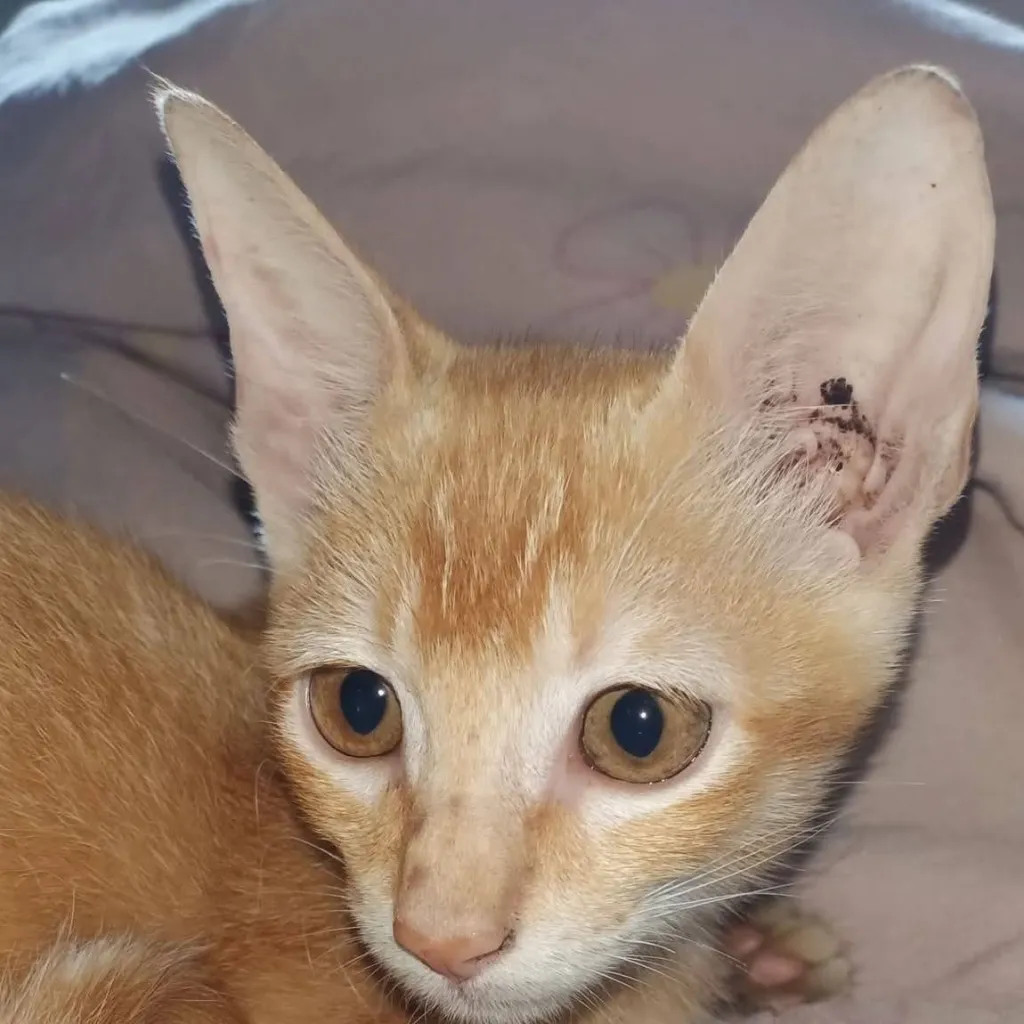 chat with ai character: Meteor garden 2001