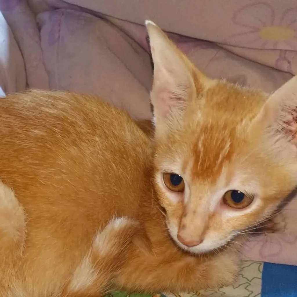 chat with ai character: Meteor garden 2001