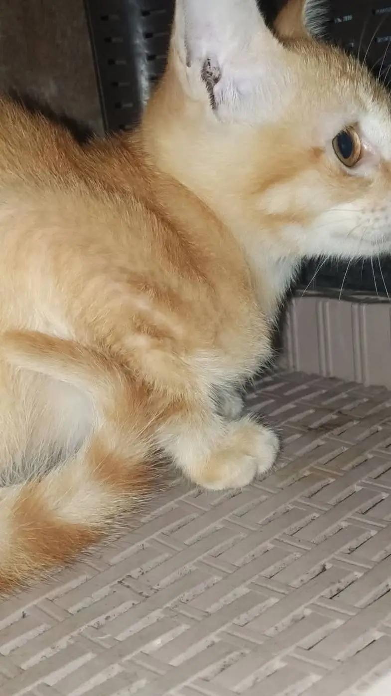 ai character: Meteor garden 2018 background