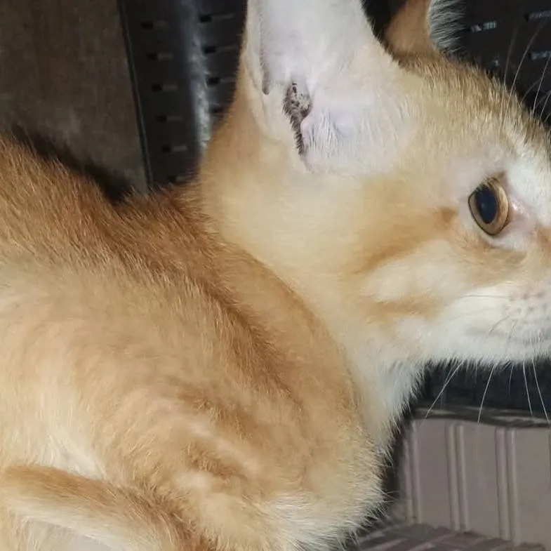 chat with ai character: Meteor garden 2018