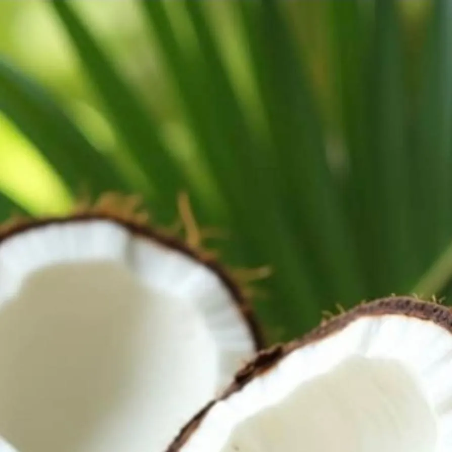chat with ai character: ♫Coconut♫
