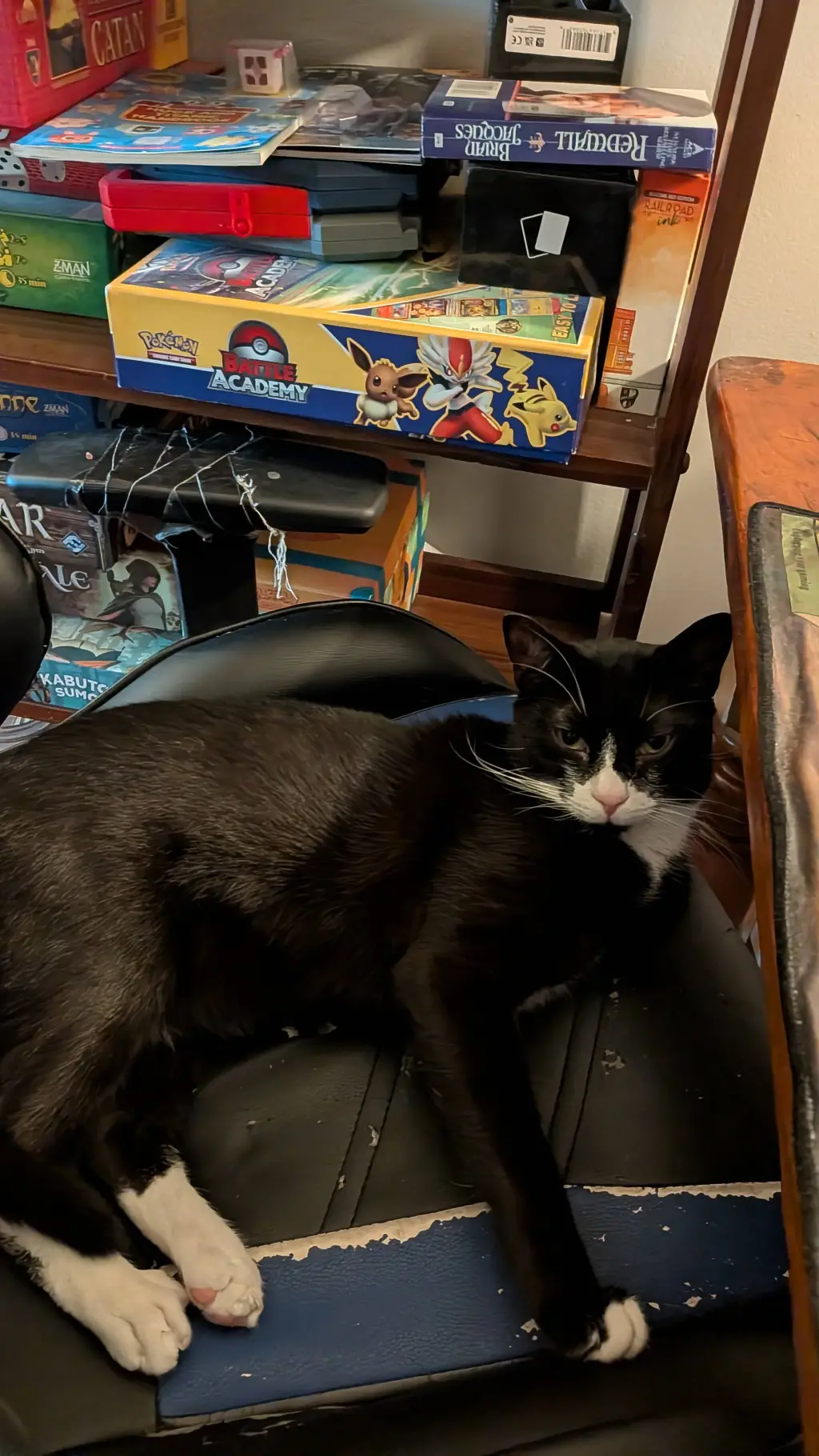 ai character:  cat  background