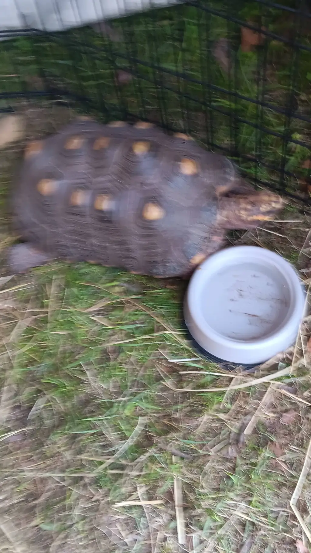 ai character: larry🐢 background