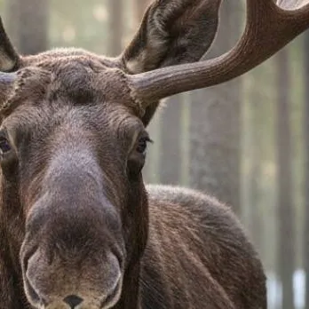 chat with ai character: moose/me