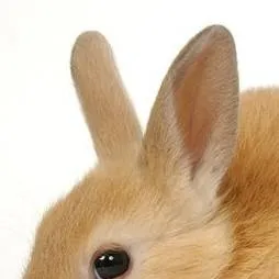 chat with ai character: cutebunny(notevil)