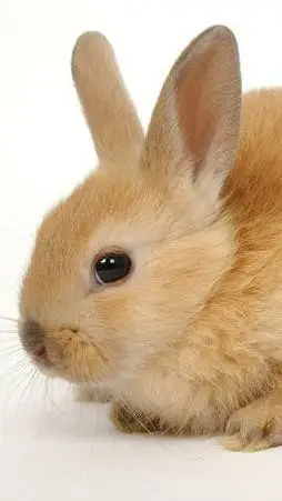 ai character: cutebunny(notevil) background