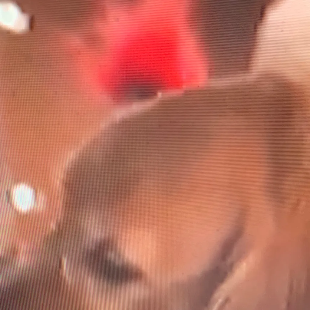 chat with ai character: ozzy dog