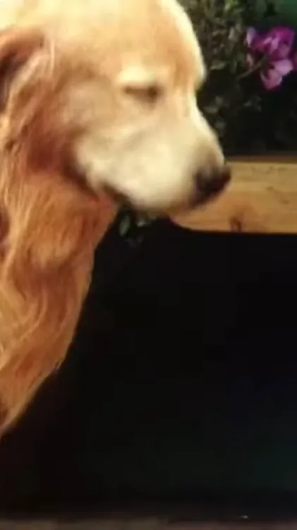 ai character: buster dog background