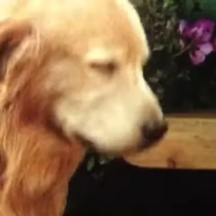 chat with ai character: buster dog