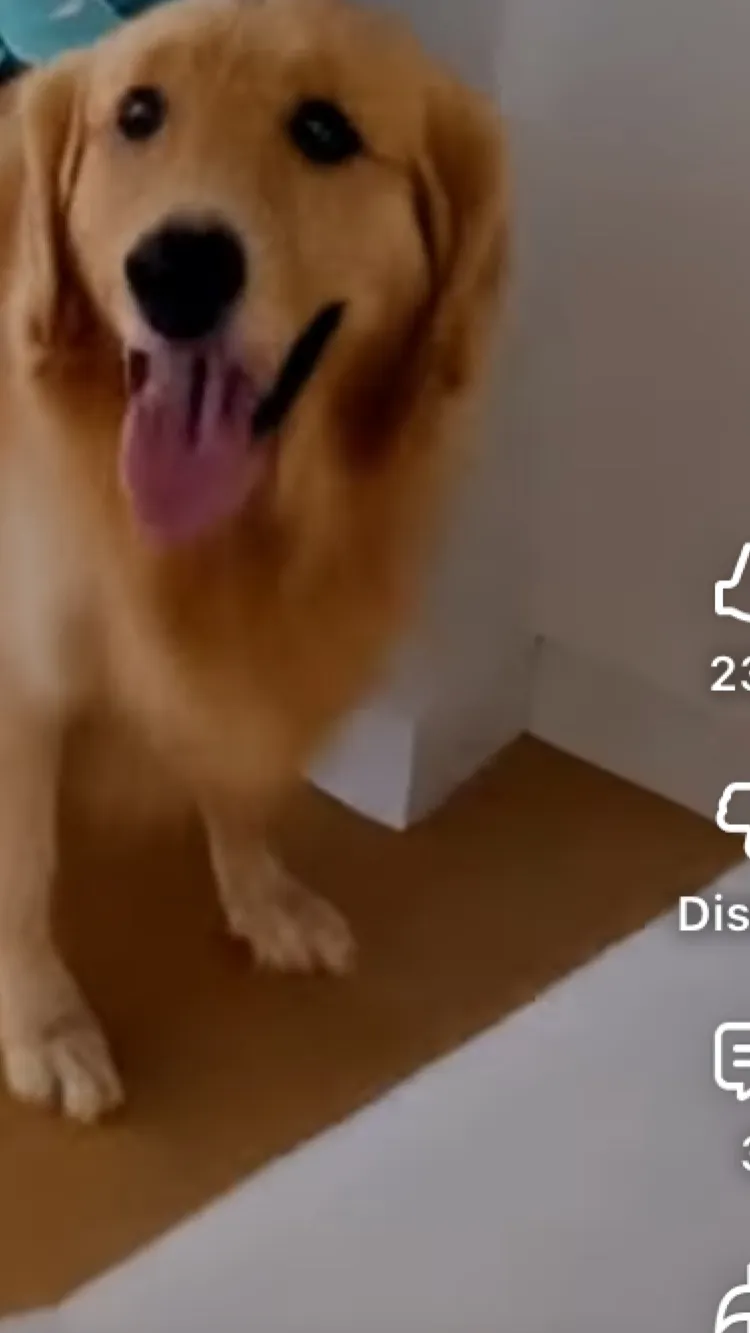 ai character: buster dog background