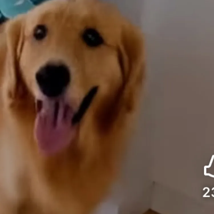 chat with ai character: buster dog