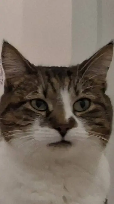 ai character:  If you were a cat background